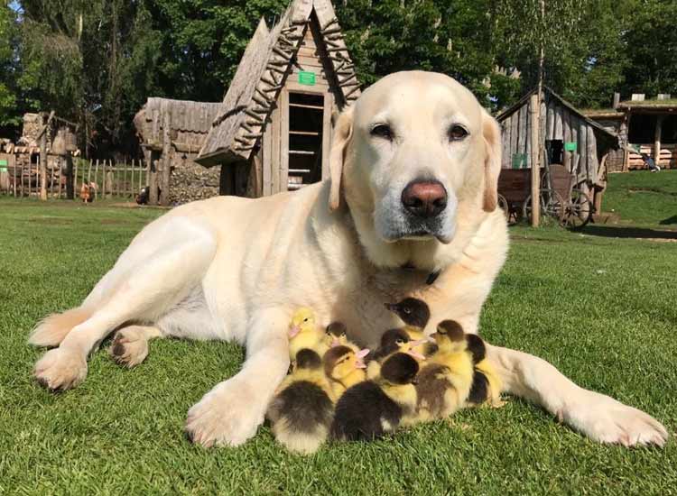 Un perro labrador adopta a 9 patitos huérfanos