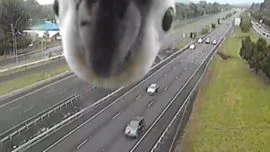 La curiosa reacción de una cacatúa al ver una cámara de tráfico