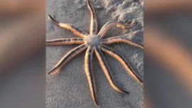Encuentran inusual estrella de mar en una playa de Florida