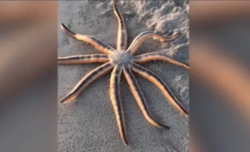 Encuentran inusual estrella de mar en una playa de Florida