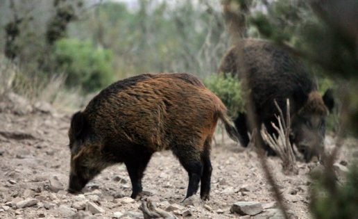 El jabalí, un futuro problema de salud pública