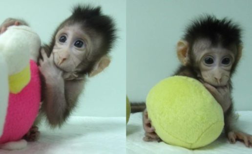 ¿Por qué se han clonado dos macacos?
