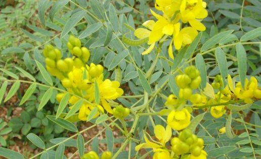 Dos remedios contra el estreñimiento