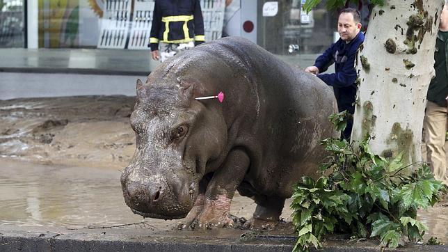 Fuga salvaje en Tiflis