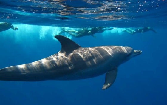 Dónde nadar con delfines en libertad