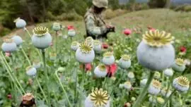 Opio y anfetaminas, los otros actores del conflicto afgano