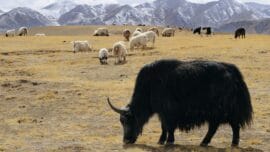 En Kirguistán, a merced de un yak cabreado