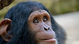Una de chimpancés