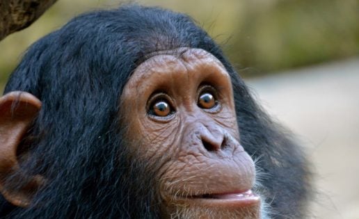 Una de chimpancés