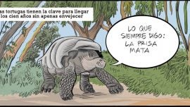 Las tortugas y el envejecimiento prémium