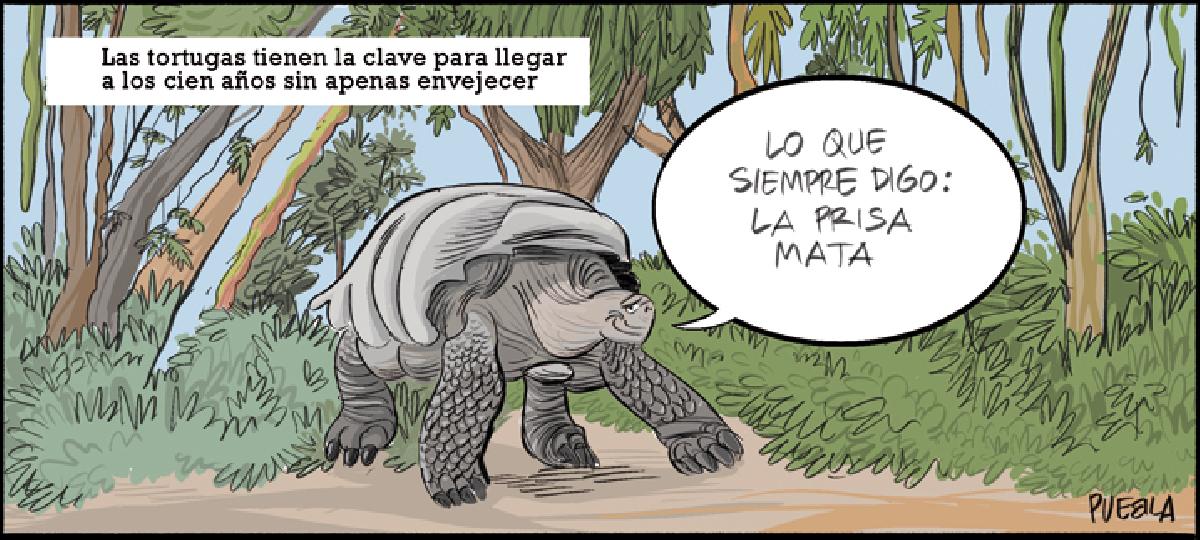 Las tortugas y el envejecimiento prémium