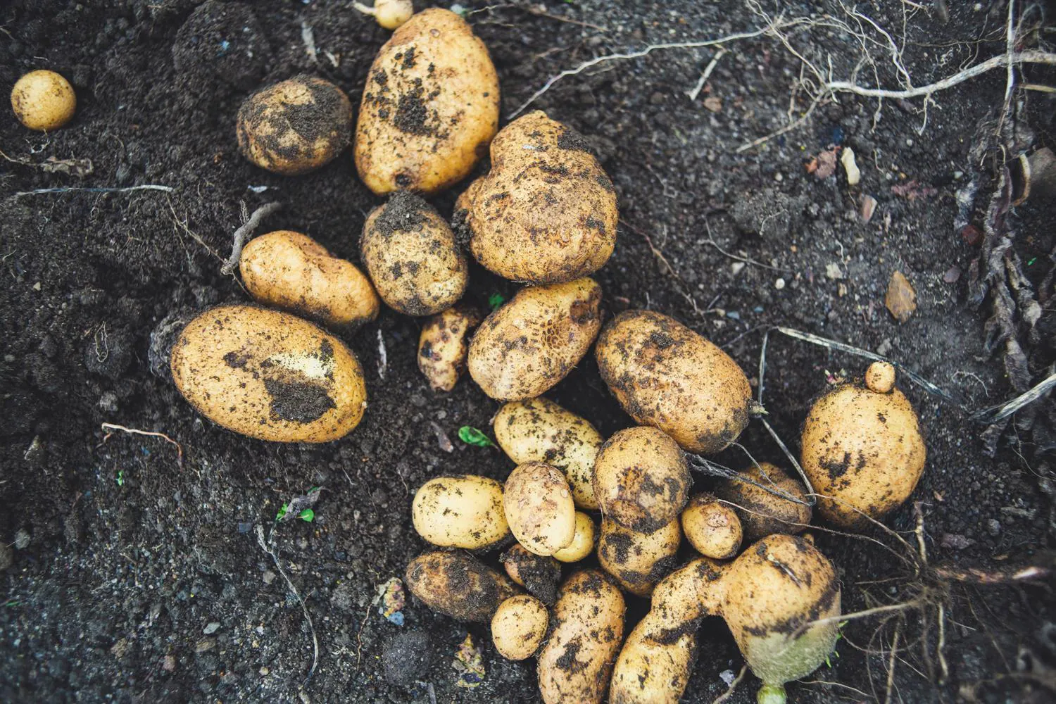¿Son las patatas un riesgo para la salud?