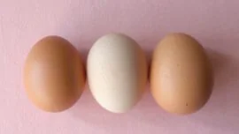 Los huevos, un tesoro nutricional: ¿Se guardan en la nevera o a temperatura ambiente?
