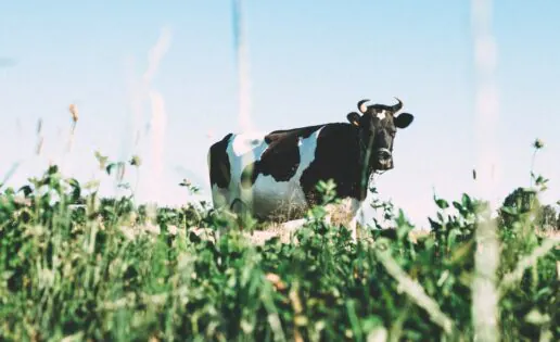 Por qué dicen que los lácteos de cabra y de oveja son más digestivos que los de vaca