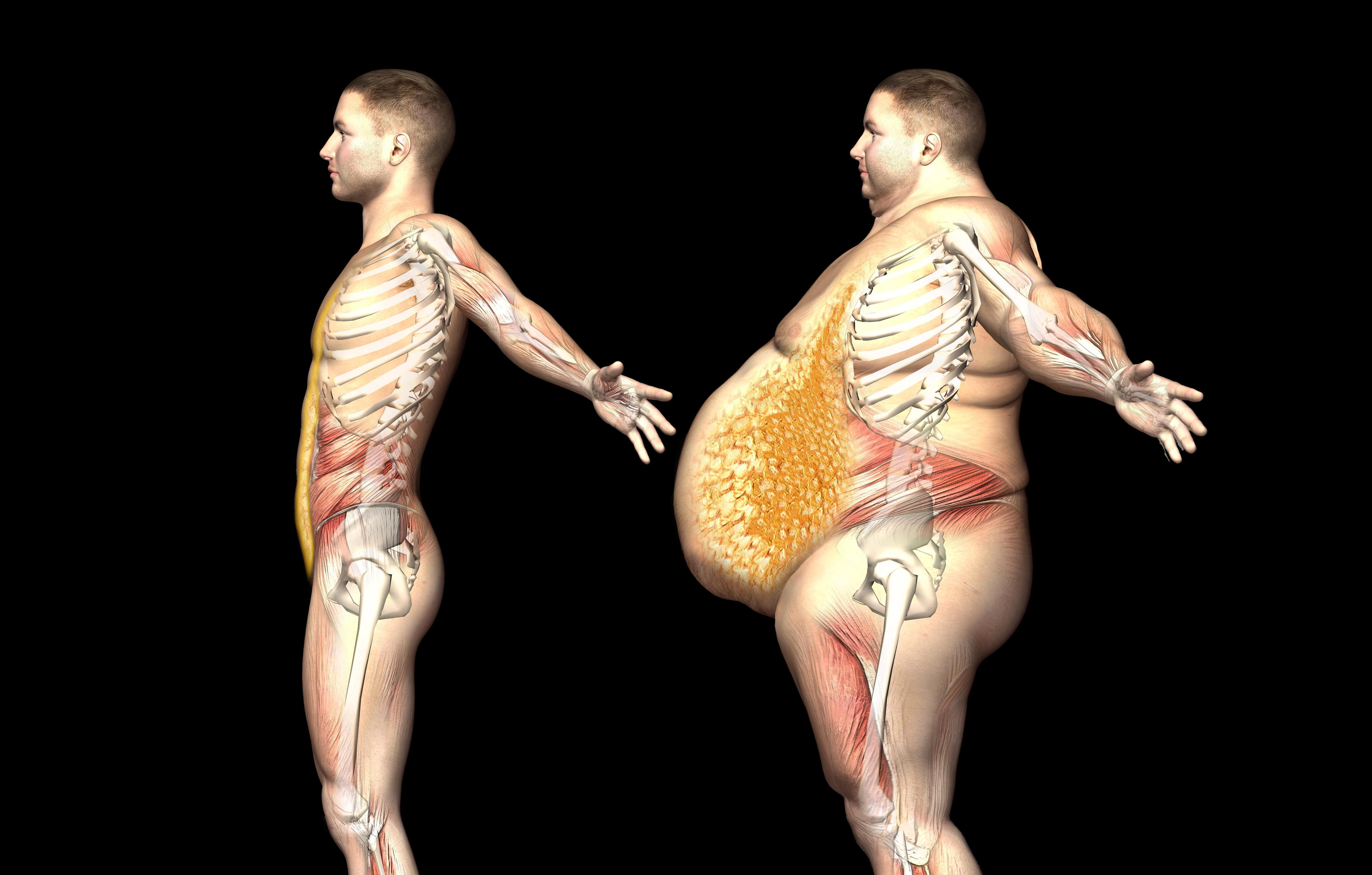 Qué es la grasa visceral y por qué debes