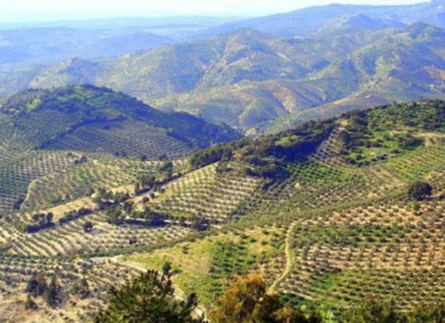 Por los cerros de Úbeda