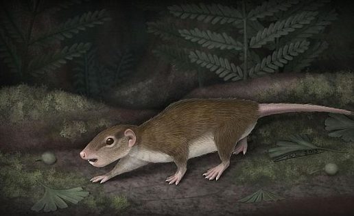 Descubren los restos del primer mamífero herbívoro