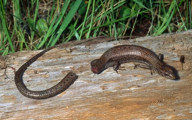 La «receta» para regenerar nuestro cuerpo como un lagarto