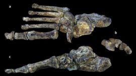 «Homo naledi», el «eslabón perdido», caminaba y usaba sus manos como nosotros