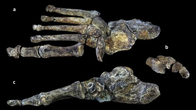 «Homo naledi», el «eslabón perdido», caminaba y usaba sus manos como nosotros