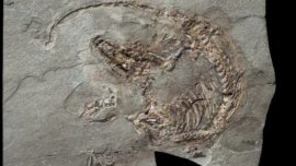 El mamífero español que convivió con los dinosaurios