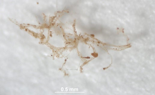 Confirman la existencia de vasos sanguíneos en un dinosaurio de hace 80 millones de años