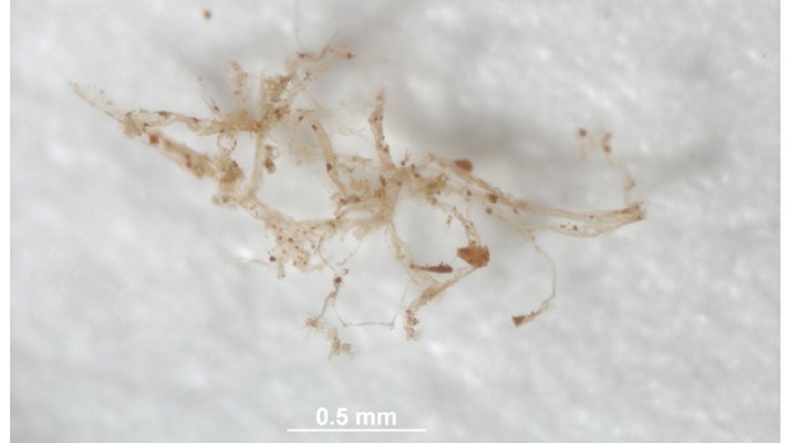 Confirman la existencia de vasos sanguíneos en un dinosaurio de hace 80 millones de años