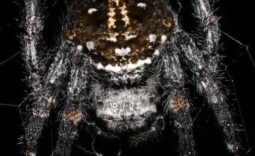 Descubren una araña que practica el sexo oral