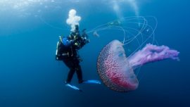 Medusas, la invasión silenciosa