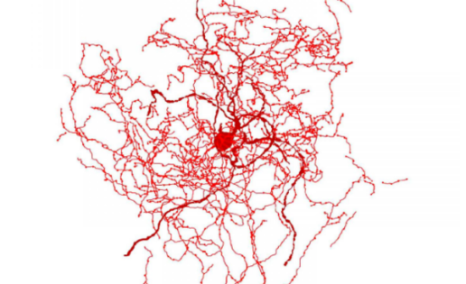 Hallan un nuevo tipo de neurona en el cerebro humano