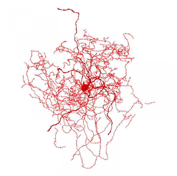 Hallan un nuevo tipo de neurona en el cerebro humano