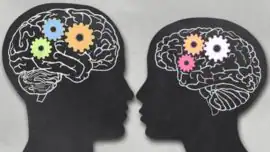 Descubren en qué consisten las diferencias entre los cerebros masculino y femenino