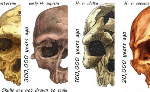 ¿Por qué el rostro humano es como es?