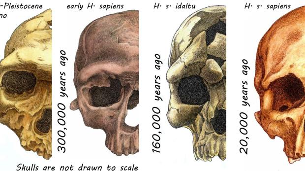 ¿Por qué el rostro humano es como es?