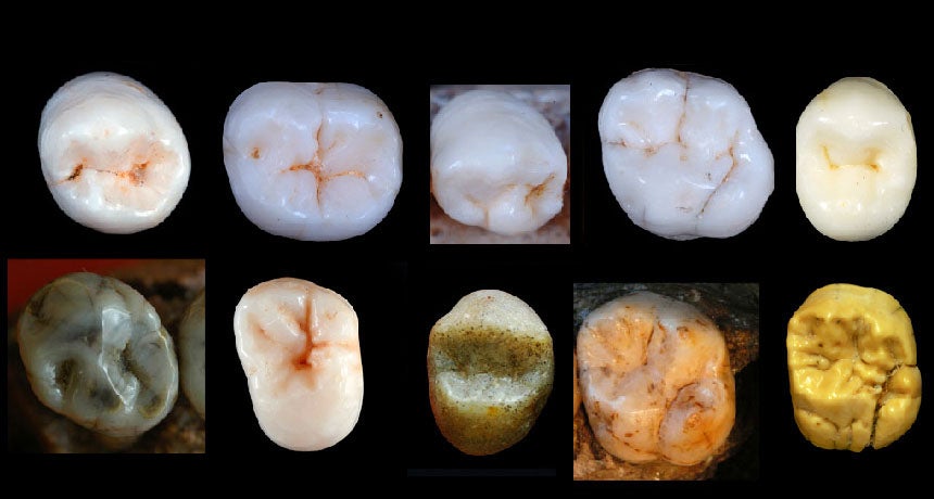 Humanos modernos y neandertales tuvieron un misterioso antepasado comun hace casi un millón de años