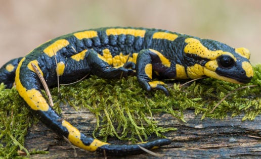 Descubren que los humanos tenemos «oculta» una capacidad de regeneración similar a la de las salamandras