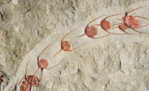 ¿Por qué los fósiles de trilobites aparecen en fila india?
