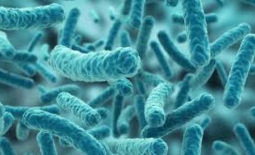 Descubren que los microbios del intestino son capaces de predecir nuestra muerte