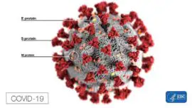 Una herramienta para saber si el coronavirus es de origen natural o está fabricado por el hombre