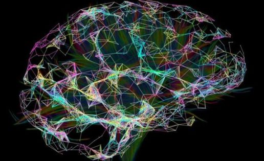 La ruta cerebral del lenguaje existe por lo menos desde hace 20 millones de años