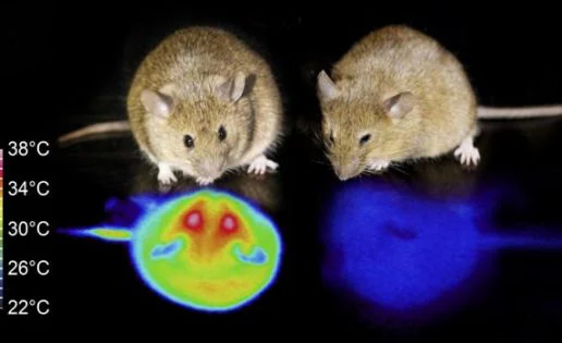 Más cerca de la hibernación humana: ya es posible conseguirlo en ratones