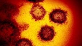 Hallan un nuevo y misterioso «gen oculto» en el coronavirus