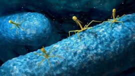 Descubren 70.000 virus desconocidos en el interior del intestino humano