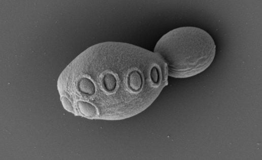 Más cerca de la vida artificial: crean células funcionales con más de la mitad de su ADN sintético