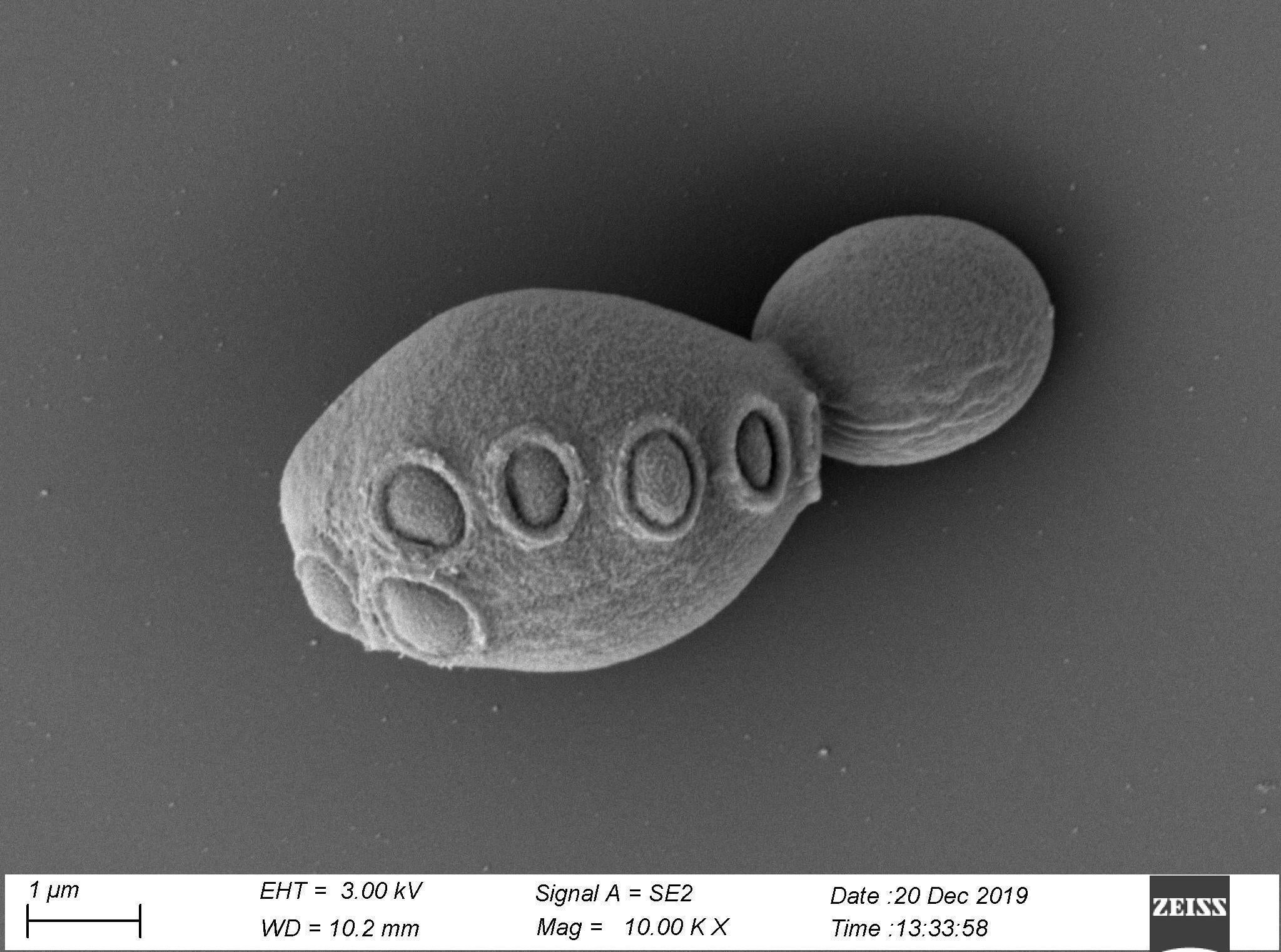 Más cerca de la vida artificial: crean células funcionales con más de la mitad de su ADN sintético