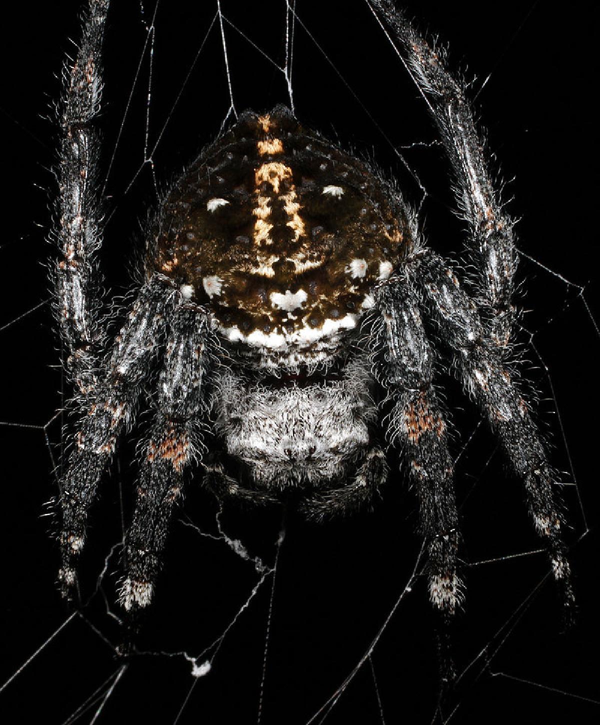 Descubren una araña que practica el sexo oral