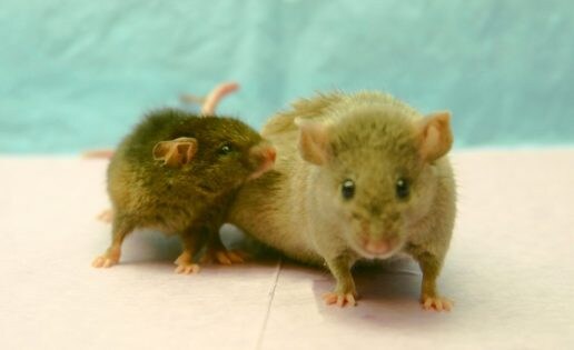Descubren en el cerebro de roedores el interruptor del envejecimiento