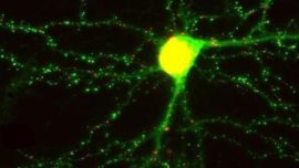 Logran ver en ratones cómo cambia el cerebro cuando se forman nuevos recuerdos