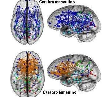 El cerebro femenino está mejor preparado para hacer varias cosas a la vez