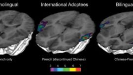 El cerebro de los bebés adoptados conserva la “huella” de su idioma nativo